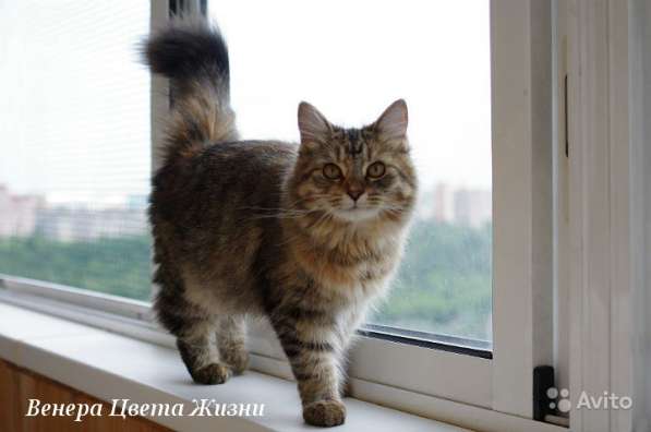 Сибирские котята различных окрасов в Москве фото 7