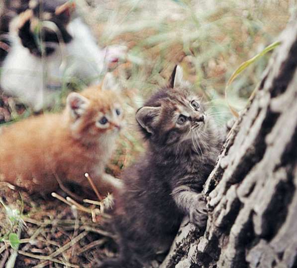 Бесподобные котята-малыши, мальчик и девочка ищут дом в Краснодаре фото 3