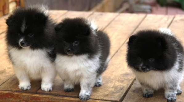 Щенки шпица в Раменское фото 23