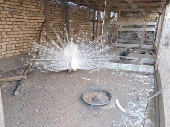 Белый павлин свой в Бухаре