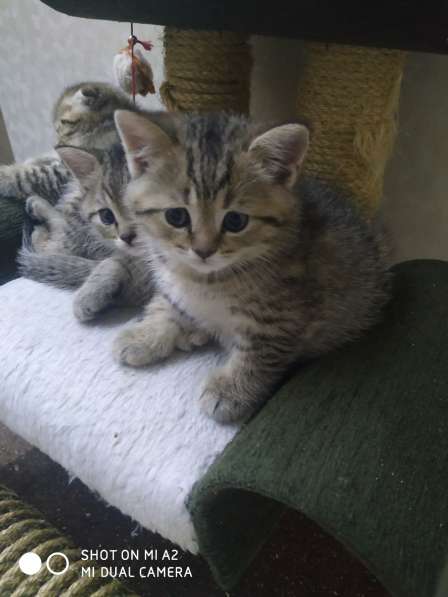 Шотландские котята в Москве фото 23