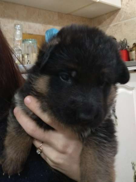 Щенки Немецкой овчарки в Симферополе