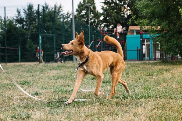 Самый позитивный пес на свете ищет дом в Москве