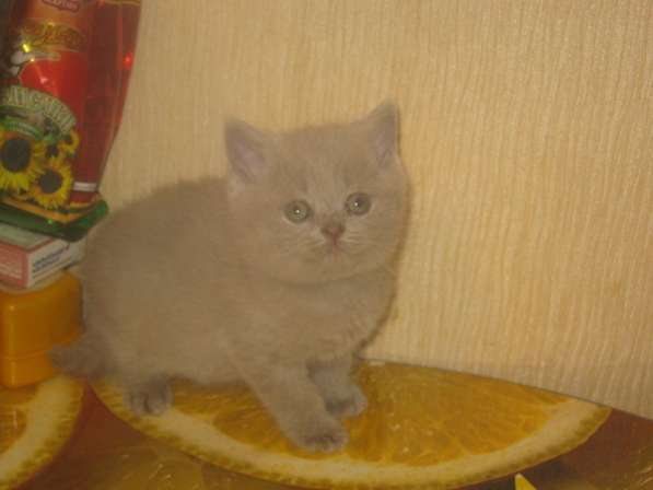 Клубные котята питомника в Москве фото 4