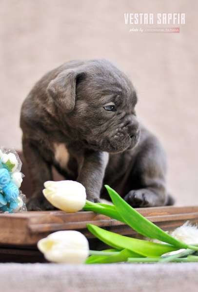 Кобель и сука кане корсо в Алупке фото 6