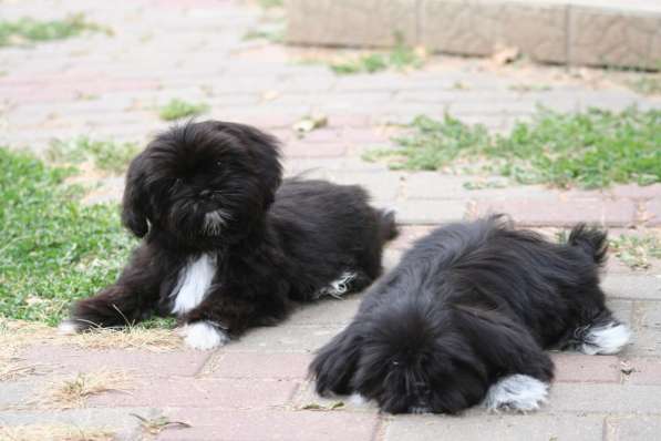 Shih tzu puppies в фото 4