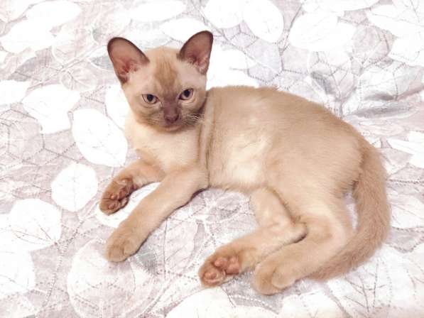 Котята породы бурманская европейская в фото 12