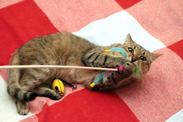 Ласковый мурлыка в Санкт-Петербурге фото 28