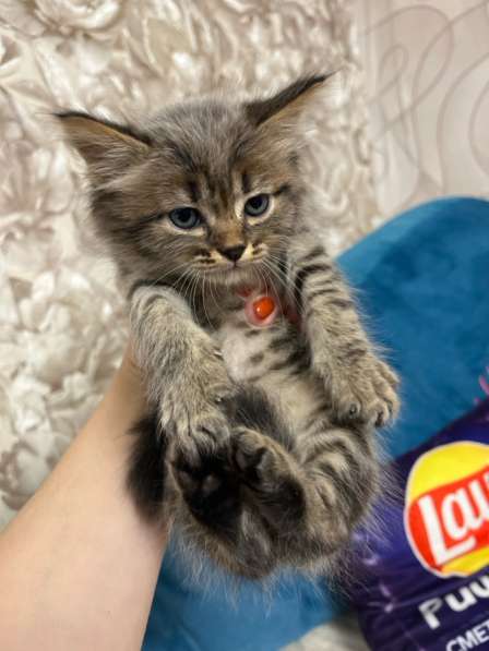 Котенок в добрые руки