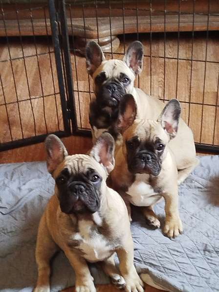 Щенки из питомника РКФ