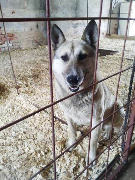 Ласковый и добрый пёс Гарри в приюте в Москве фото 3