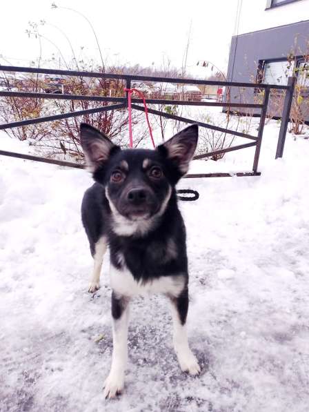 Ищет дом крошка-собачка весом 6 кг в Санкт-Петербурге фото 5