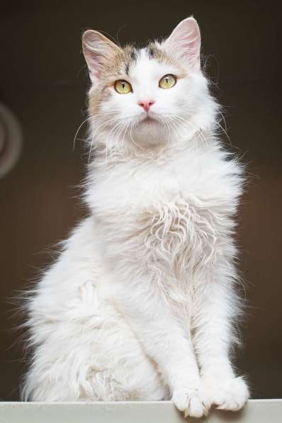 Ласковый красавчик Милош в самые добрые руки!