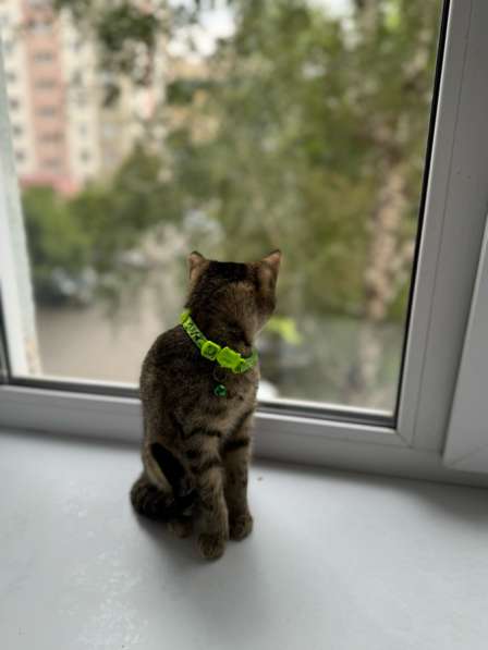 Котёнок в Челябинске фото 4