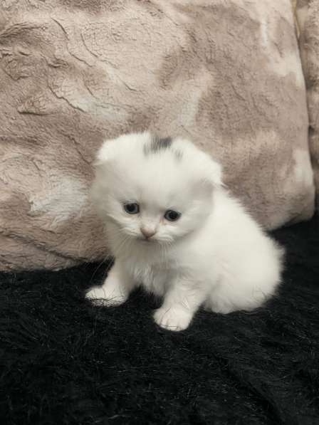 Шотландский белый вислоухий котёнок / Scottish Fold (white) в фото 4