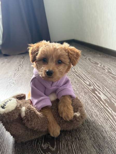 Мальтипу мини 3,5 месяца девочка в Екатеринбурге