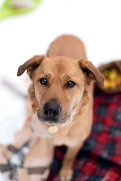 Тома. Сильная девочка палевого окраса в Москве фото 6