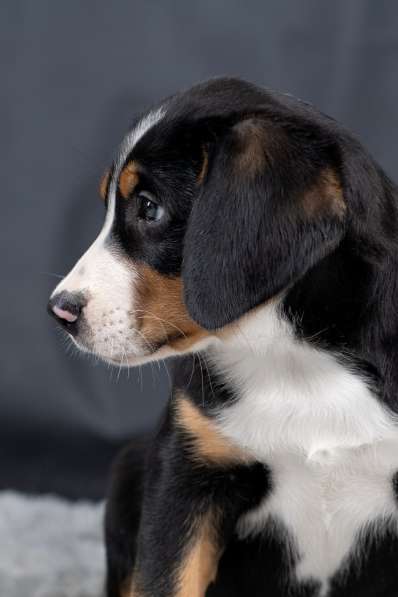 Щенки большого швейцарского зенненхунда