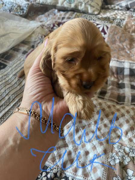 Щенки Кокер спаниеля