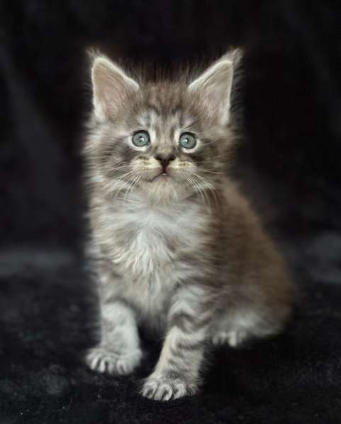 Котята мейн Кун