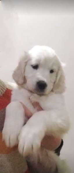 Golden retriever. Girl в 