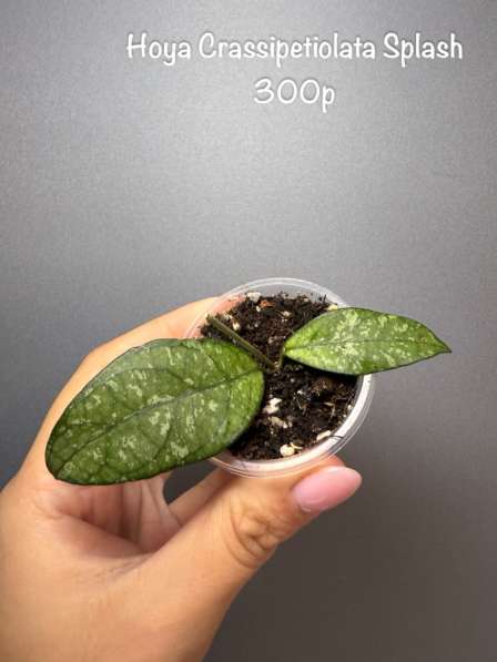 Хойи укорененные в Москве фото 4