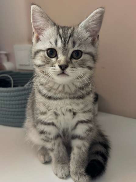 Шотландский котенок