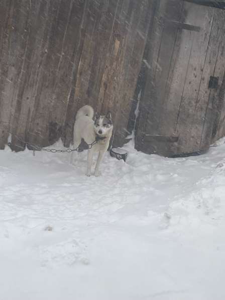 Отдам собаку в добрые руки!