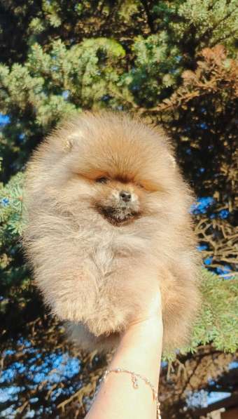 Pomeranski Mini Shpic Pomeranian Spitz Померанские Мини шпиц в фото 28