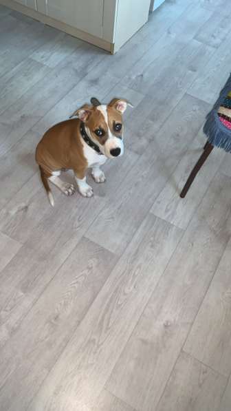 Отдам Стаффорда девочку 3 месяца