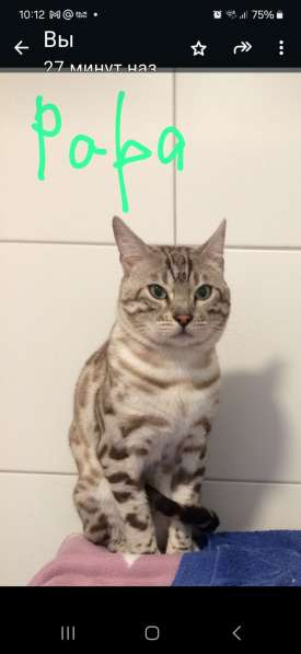 Чиcтокровные Бенгальские Котята в 
