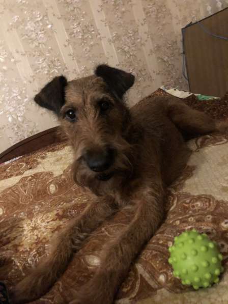 Ирландский терьер в Москве