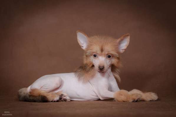 Голый мальчик Китайской хохлатой собаки в Москве фото 13