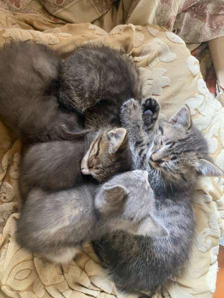 Кому нужны котята?