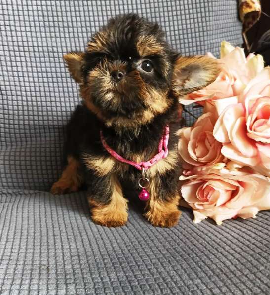 Девочка Shorkie в Москве