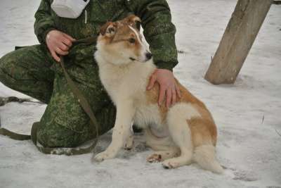 собака в Великом Новгороде фото 5