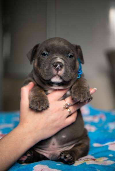 Американский Булли в Челябинске