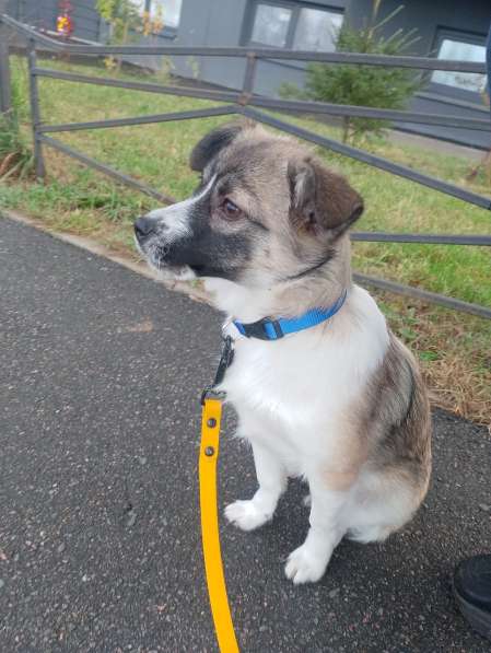 Маленькая ласковая собачка, 5 месяцев в Санкт-Петербурге фото 4