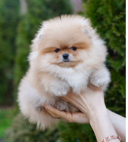 Pomeranski Mini Shpic Pomeranian Spitz Померанские Мини шпиц в фото 3