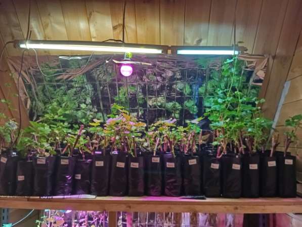 Саженцы винограда Южного Подмосковья в Чехове фото 13