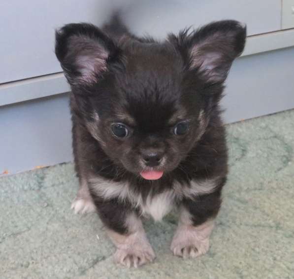 Чихуахуа шоу мальчик в Санкт-Петербурге фото 8