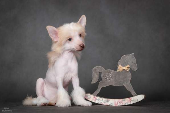 Китайская хохлатая в Москве фото 8