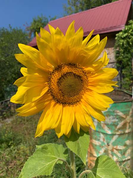 Продам дачу - огород в СНТ Пальники в Ижевске