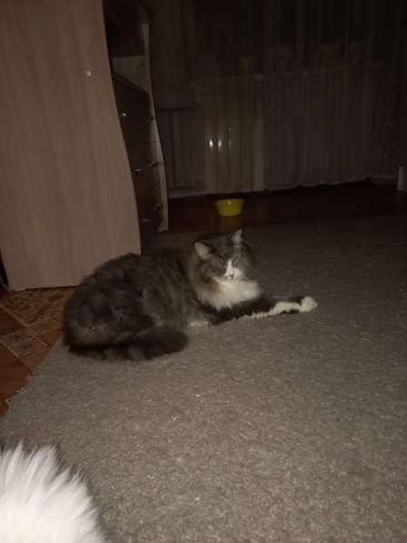 Кот сибиряк,4 года в Новосибирске фото 9