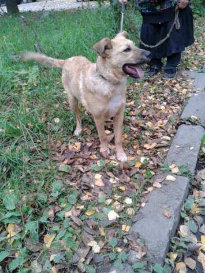 Отдам даром Ищем дом для Ладушки в Санкт-Петербурге фото 4