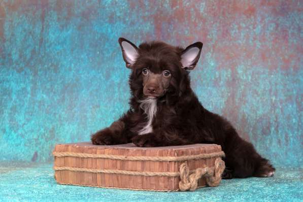 Китайская хохлатая мальчик в Москве