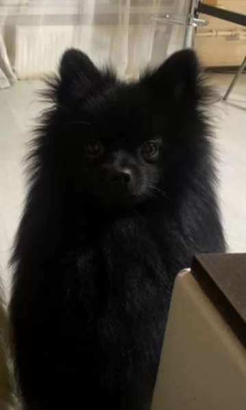 Немецкий шпиц в Санкт-Петербурге фото 3