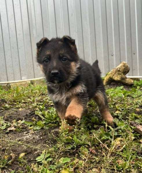 Немецкая овчарка, щенок в Липецке фото 5