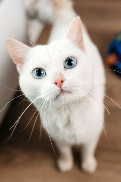 Белый синеглазый кот Топаз в добрые руки в Москве фото 7