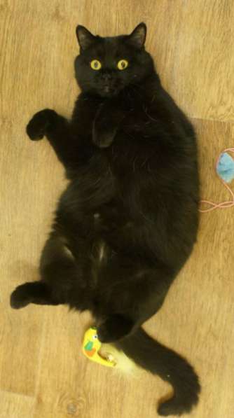 Отдам даром Кошка Мишель - почти британочка в Санкт-Петербурге